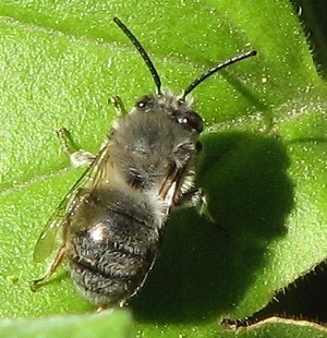 Anthophorine Bee