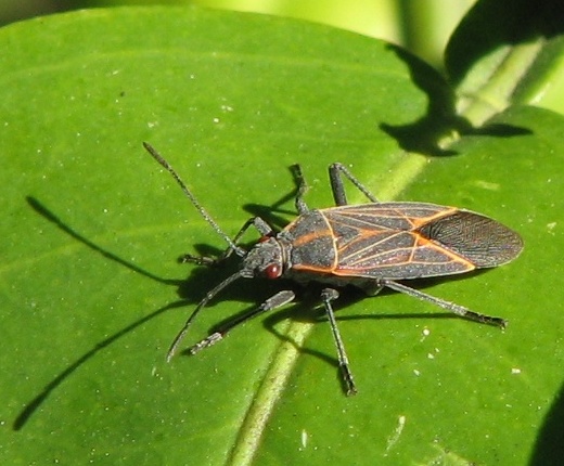 Western Boxelder Bug