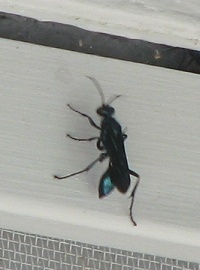 Blue Mud Wasp