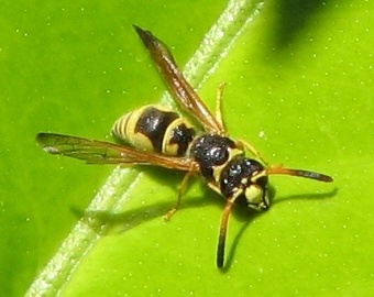 Mason Wasp