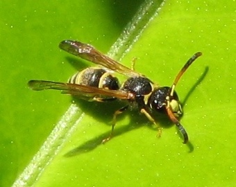 Mason Wasp