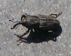 Billbug Beetle