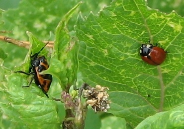 Ladybug-Harlequin