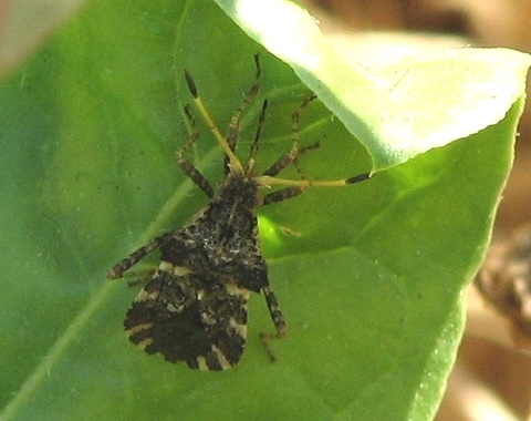 Leaf-footed Bug