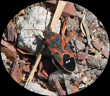 Milkweed Bug