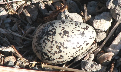 Killdeer Egg
