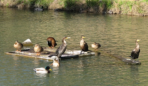 Cormorants and Ducks