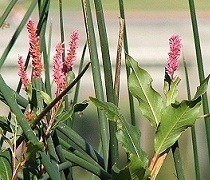 Flora of Lake Elizabeth